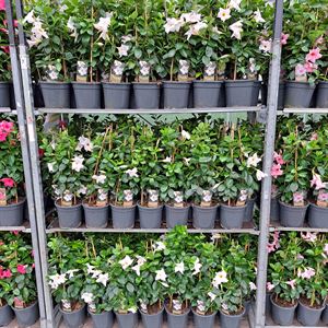 Afbeelding van Kp17 Sundaville Piramide White